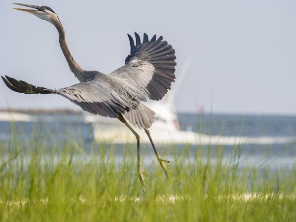Bird in flight