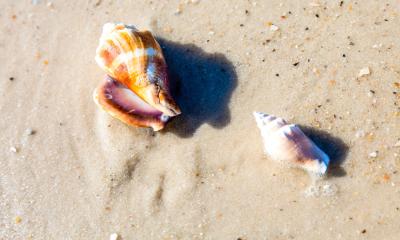 Shelling on Alabama’s Beaches