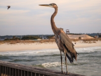 blue heron at gulf state park fishing pier