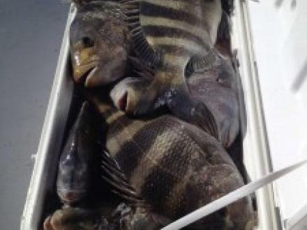 Cooler of sheephead fish