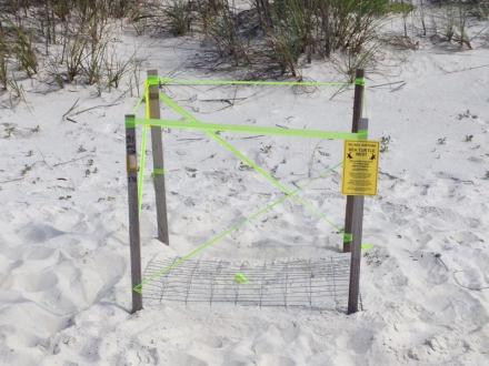 Sea turtle nest Gulf Shores