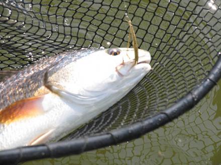 Alabama redfish