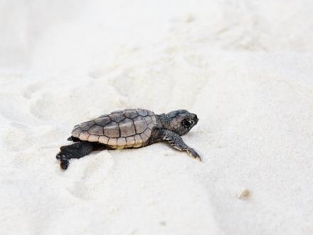 baby sea turtle Gulf Shores Al