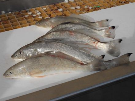 Whiting caught in Gulf Shores Al