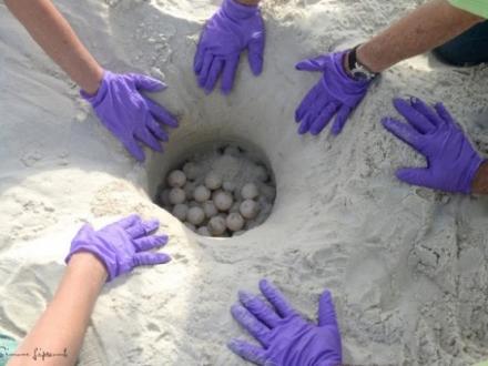 Gulf Shores Sea Turtle Eggs