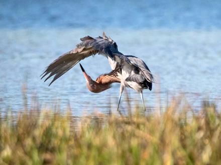 Reddish Egret on Alabama Gulf Coast