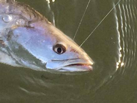 Orange Beach trout