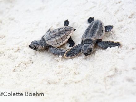 Baby sea turtles