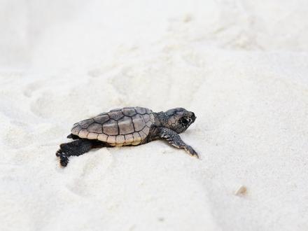 Baby Sea Turtle on the Beach