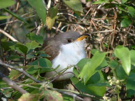 yellow billed cuckoo Gulf Shores AL
