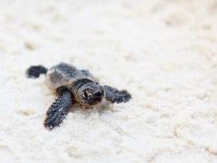 Baby sea turtle