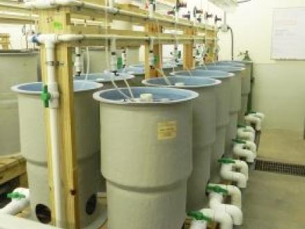 Incubation tanks inside the fish hatchery