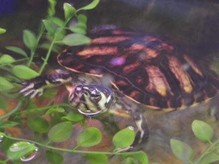 Gulf Coast marine life exhibit