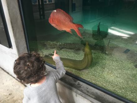 Check out live plants and animals at The Estuarium
