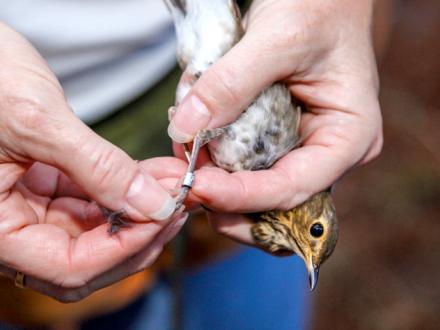 Coastal Alabama Bird Banding Project