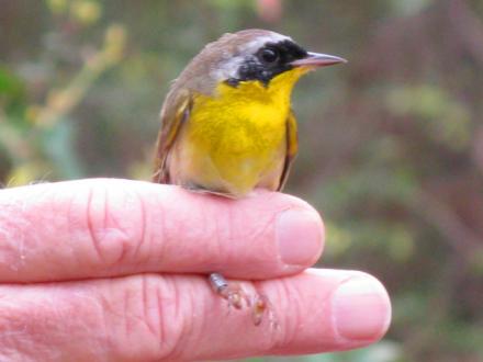 Coastal Alabama Birdwatching Trails