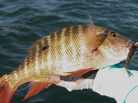 gulf coast fish