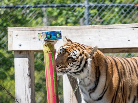 Zoo Enrichment Gulf Shores AL