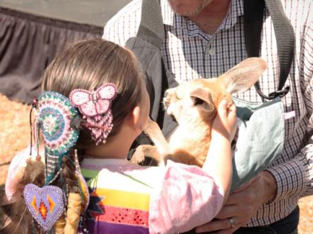 Live Animals at Ballyhoo Festival