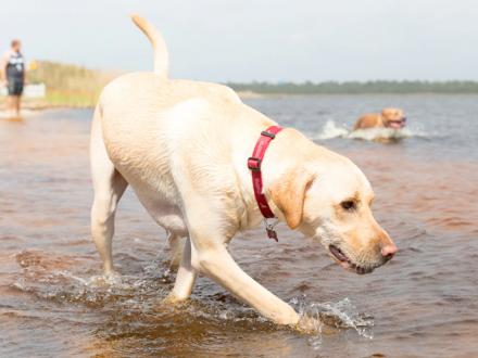 The Dog Pond at Lake Shelby