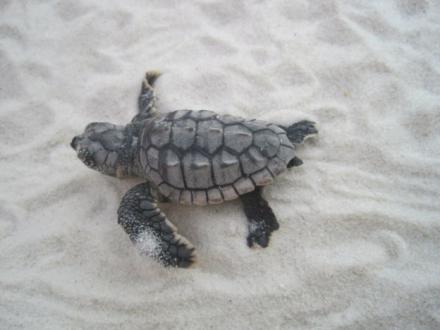 baby sea turtle crawling in the sand
