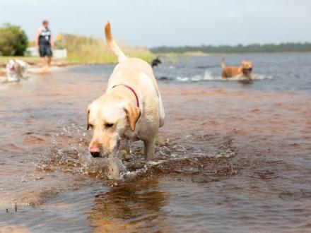 Dog Playing in Lake Shelby, Orange Beach AL