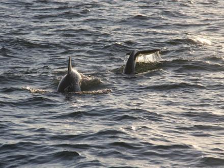 Dolphins Orange Beach Al