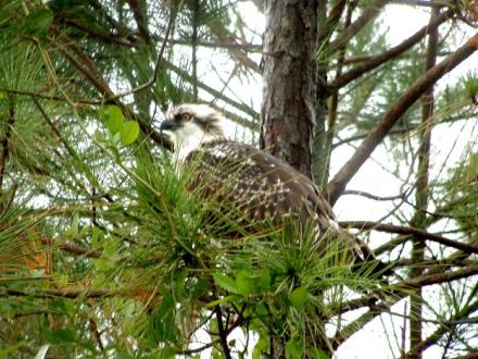 osprey Gulf Shores