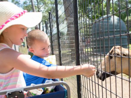 Kids feed goat at Alabama Gulf Coast Zoo