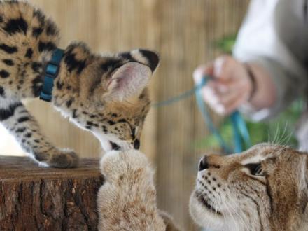 baby lynx at Gulf Shores Zoo