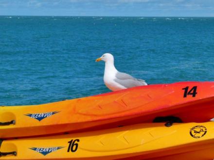 Kayak Rentals in Orange Beach