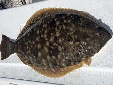 Doormat Flounder Orange Beach