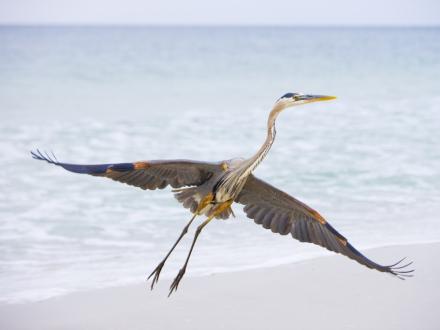 Great Blue Heron Orange Beach