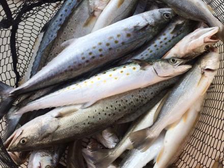 Spanish mackerel and speckled trout