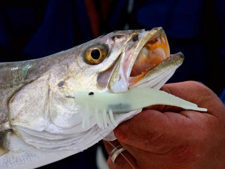 Spring trout Orange Beach