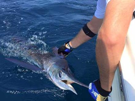 White Marlin Orange Beach