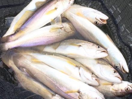White trout in Orange Beach Al