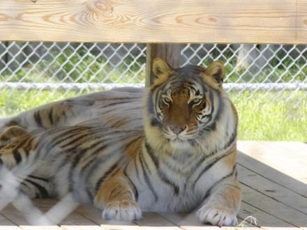 Alabama Gulf Coast Zoo tiger
