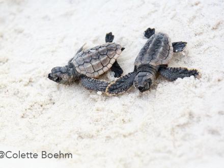 Baby sea turtles