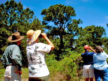 bird watchers