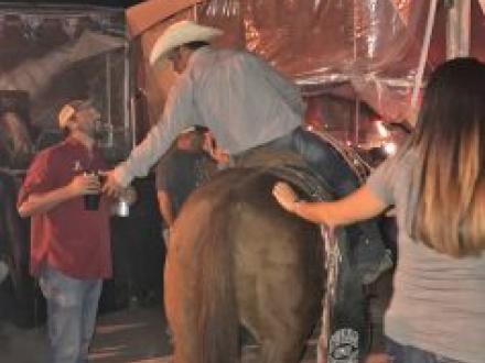 horse at the Flora Bama Bulls on the Beach Orange Beach Al