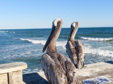 Pelicans looking at the Gulf in Gulf Shores AL at Gulf State Park