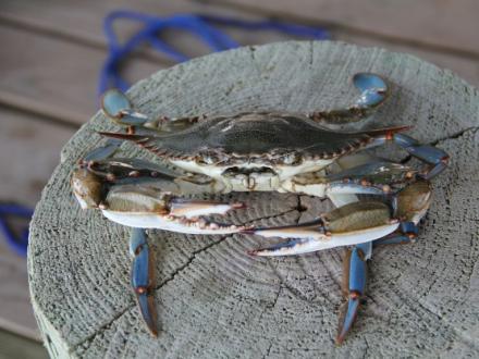 Blue Crab on Alabama's Gulf Coast