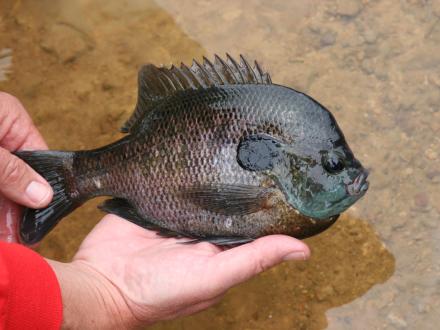 Bluegill caught from Lake Shelby in Gulf State Park, Gulf Shores AL