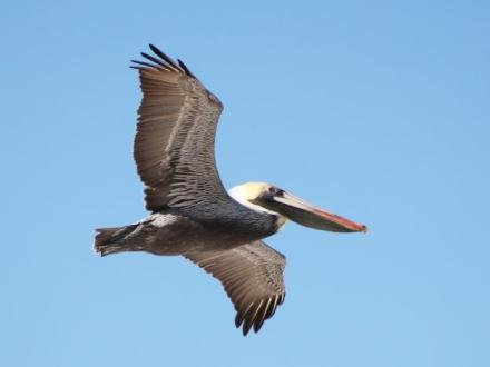 Pelican birdwatching