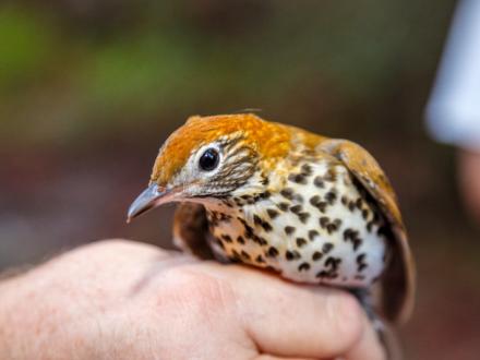 Alabama Coastal BirdFest