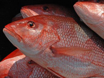 Red Snapper Season in Gulf Shores and Orange Beach, AL