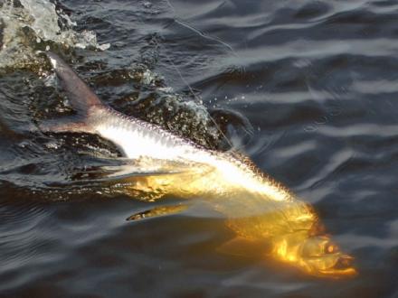 tarpon caught off the shores of Orange Beach AL
