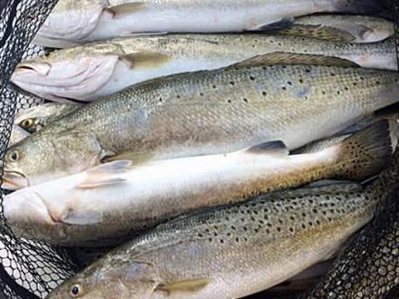 Caught Trout