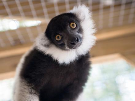 Lemur at Alabama Gulf Coast Zoo